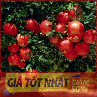 Cây lựu đỏ ấn độ - cây đẹp, cam kết giống chuẩn