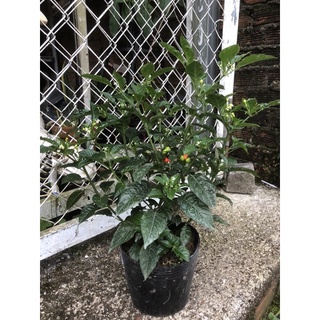 Cây ớt Chiltepin