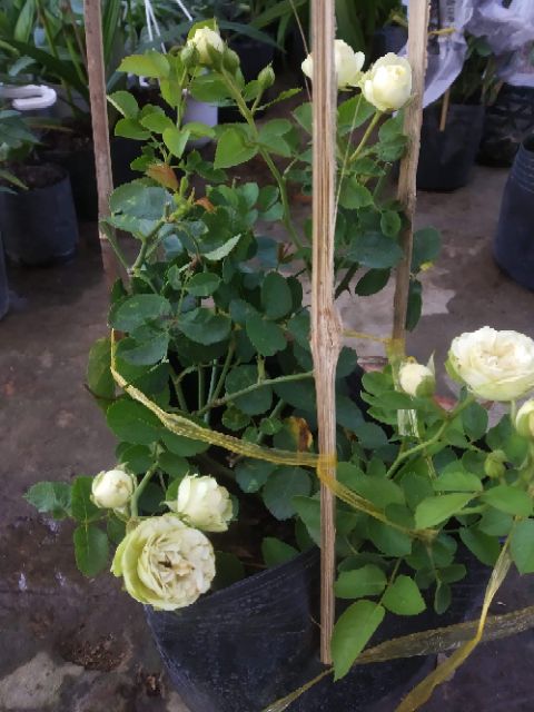 Hồng bụi ngoại Creamy eden