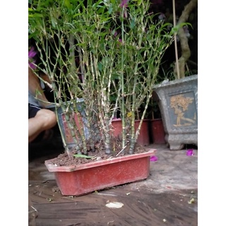 Trúc phật bà mini