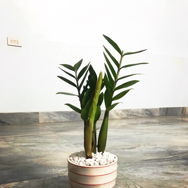 Cây kim tiền nhỏ cả chậu