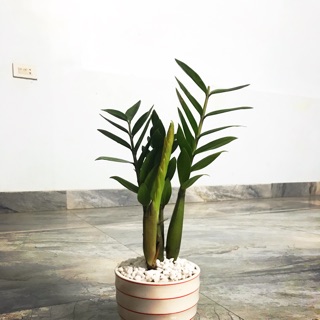 Cây kim tiền nhỏ cả chậu