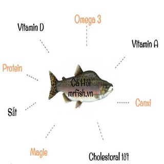[CHAI 100ML] PROTI: Men Xúc Ủ Phân Cá, Phân Bánh Dầu