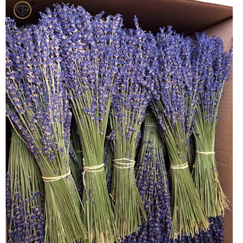 Bó hoa khô hoa lavender 88g nhập khẩu trang trí decor nhà cửa quán cà phê siêu thơm lãng mạn