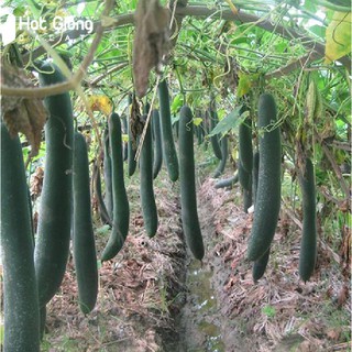 Hạt giống Bí đao (bí sặt) – 2Gram ( 20 hạt )