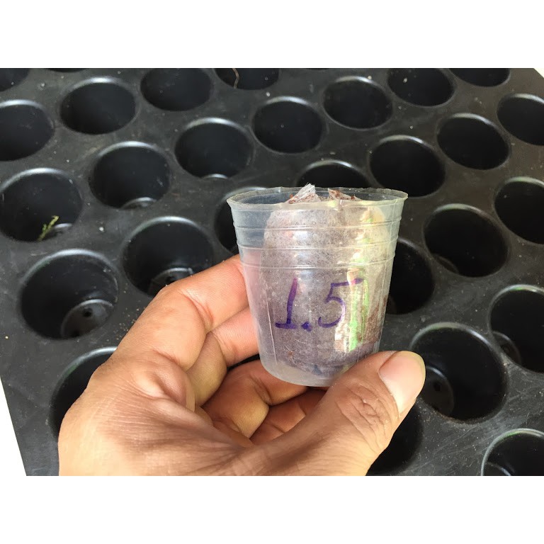 Chậu nhựa dẻo mềm trắng 1.5in  combo 30 chậu=15k