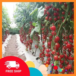 Hạt giống cà chua cherry chuỗi ngọc siêu ngọt  30 hạt LUCKYVN