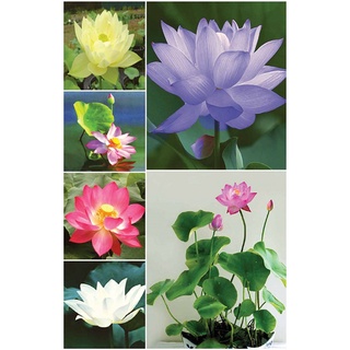Hạt Giống Hoa Sen Nhật Mini - Gói 5 Hạt
