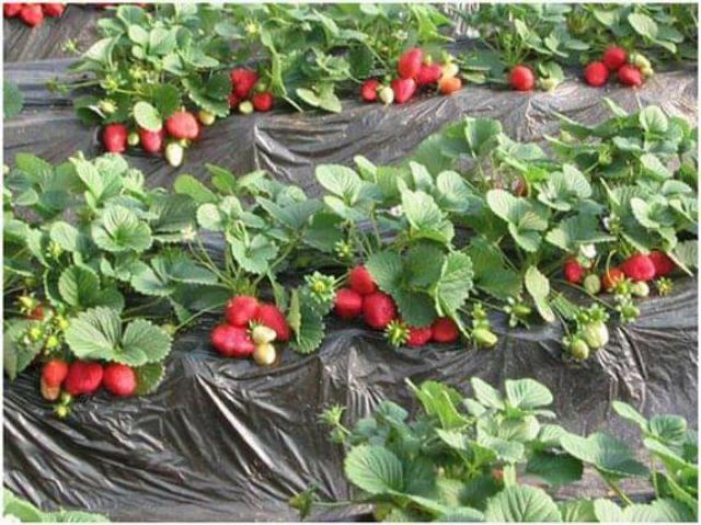 Cây giống dâu tây siêu ngọt