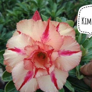 Sứ Thái ghép nhiều màu