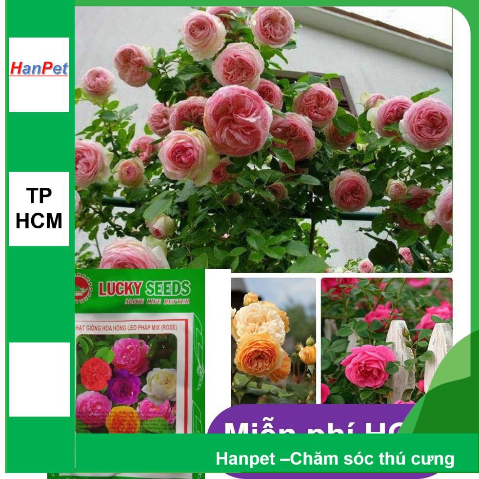 HCM- (HOA TRONG NHÀ) Hạt giống hoa Hồng leo Pháp (combo 20 hạt bông lớn đủ màu) Thuầ