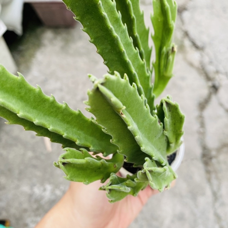 XƯƠNG RỒNG SAO BIỂN MẬP HOA TO RẤT TO