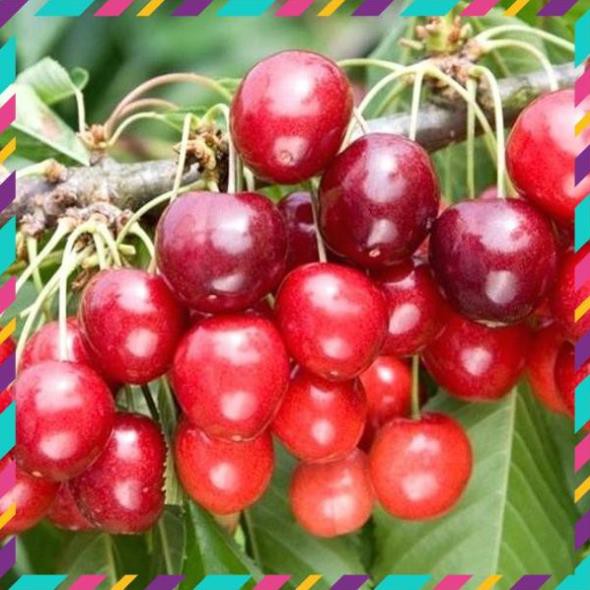 [Hàng Mới Về] cherry đỏ(anh đào) mỹ, dòng chịu nhiệt 15k 1 gói hạt giống/10 hạt