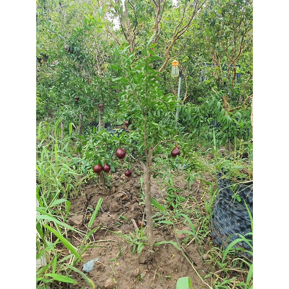 Cây lựu tím, lựu đen, lựu nga đang trái như hình, free ship- ship toàn quốc