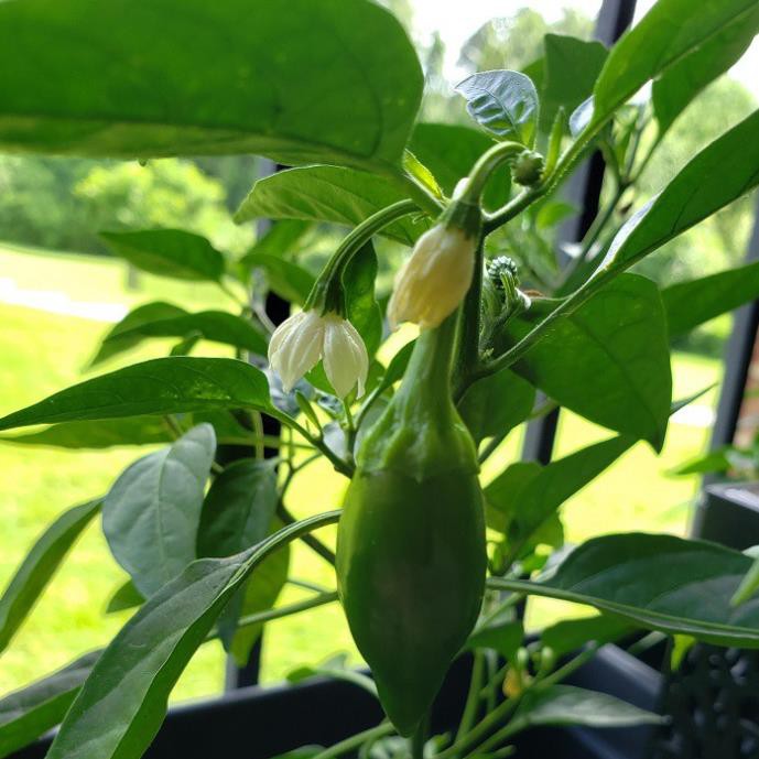 Hạt Giống Ớt Chịu Nhiệt Sai Trái Jalapeno 10 HẠT