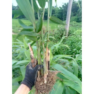 cây chít, cây đọt giống  (bụi lớn)