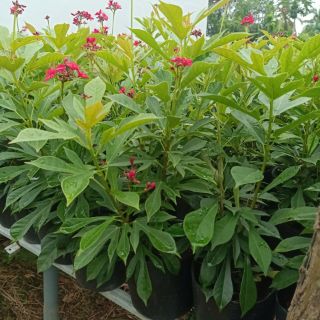 Cây hồng mai ( Nhất chi mai) tặng kèm phân bón