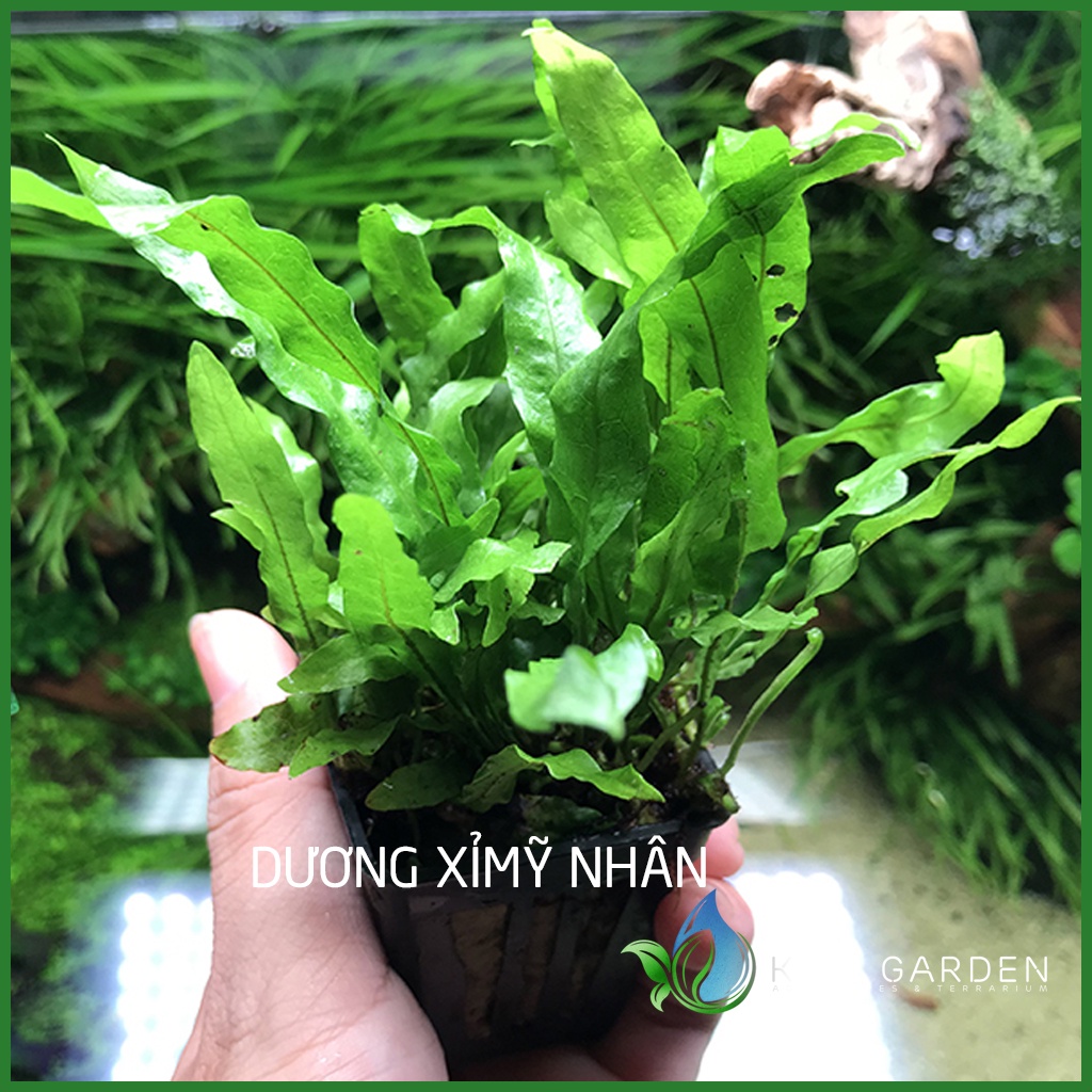 Dương Xỉ Mỹ Nhân - Cây Thủy Sinh - Cây Thủy Sinh Dễ Trồng - Không Cần Co2