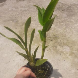 Hoa lan denro nắng bà liễu tơ hoa thơm