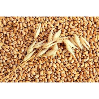Gói 100g Hạt giống mầm lúa mạch - đại mạch