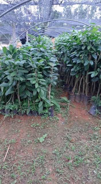 Cây trà hoa vàng 30cm đến 50cm