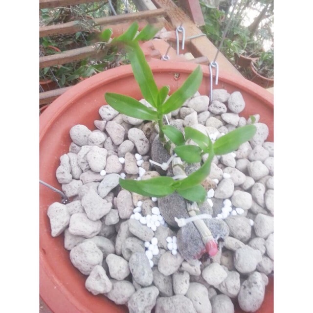 Đá Pumice nhẹ / thoáng/ giữ ẩm tốt (0.5 kg) -  giá thể trồng Sen đá, Phong Lan, cây cảnh ... tốt ✅