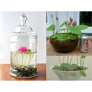 Combo bộ hạt giống sen mini nhật + tặng 2 hạt