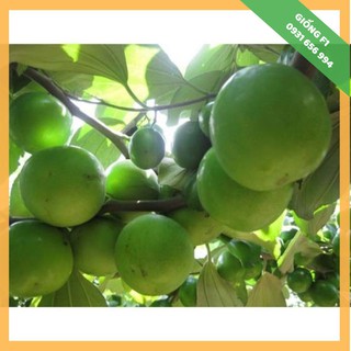 GIỐNG F1 - Cây giống táo thái lan