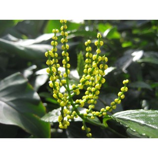 Chậu cây hoa sói pha trà - Cây trưởng thành đang hoa