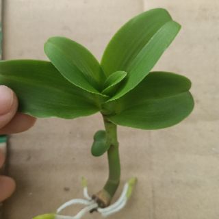 Phi điệp lá mít gân cực đẹp