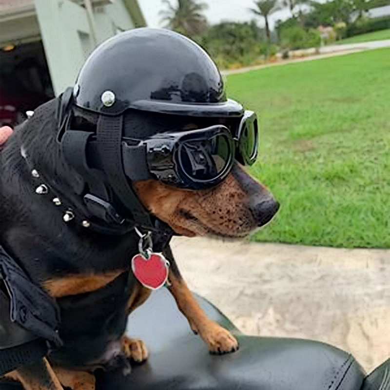 HamshMoc Mũ Bảo Hiểm Cứng Chống Mưa Chống Nắng Có Khóa Cài Quả Cầu Lông Xù Bền Bỉ Có Thể Điều Chỉnh Dành Cho Chó Nhỏ Đi Xe Máy Hams