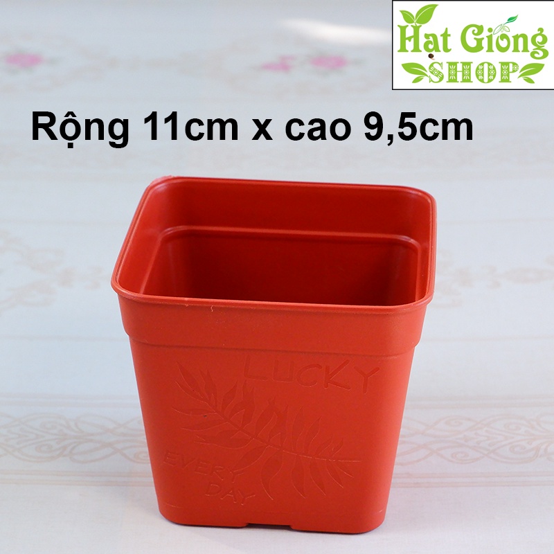Chậu nhựa vuông 11x9,5 phù hợp trồng sen đá,xương rồng , làm khay ươm