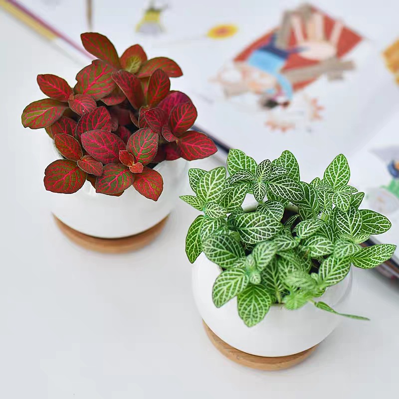 Cây cẩm nhung Fittonia, lá may mắn nhiều màu đẹp - Sẵn chậu nhựa 7x6 cm (Nhập  SOENLIFE5 để được giảm 10k hóa đơn 60k)