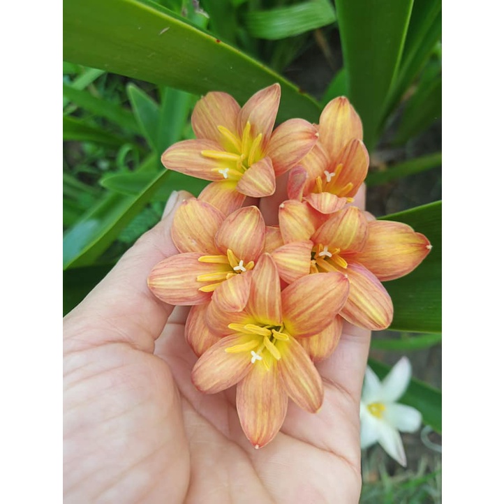 Củ hoa huệ mưa thái lan mã A32 size củ mẹ, củ to_Củ hoa tóc tiên nhập ngoại
