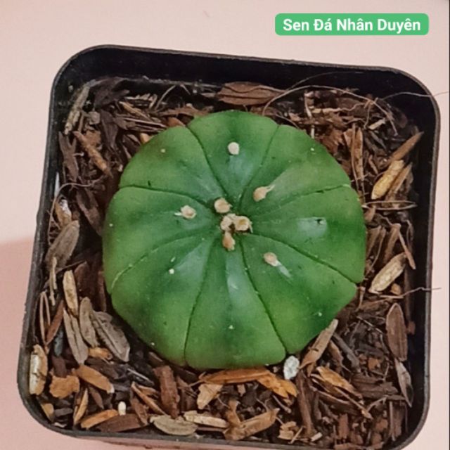 Xương rồng aster