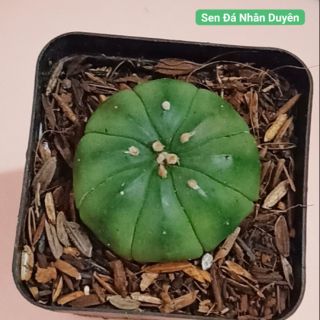 Xương rồng aster