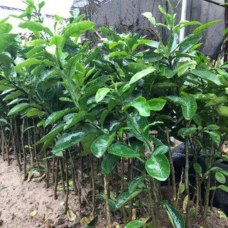 Cây Giống Bưởi Hương Thái Nhập Khẩu