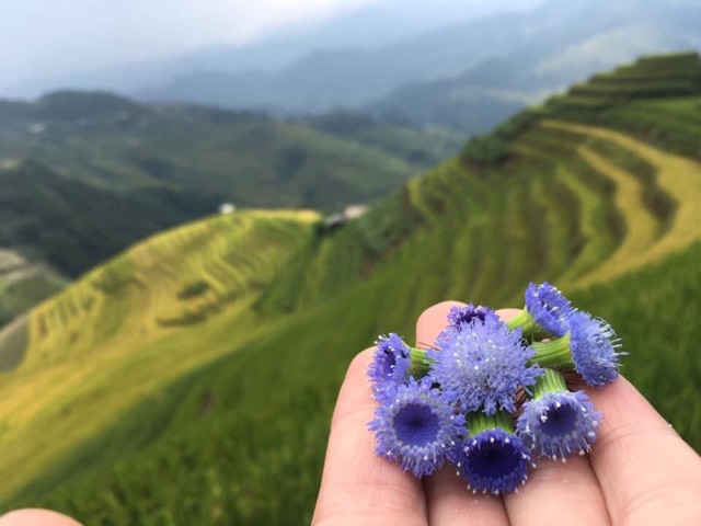 Bán Máng trồng rau to/ Khay trồng rau / Chậu trồng cây Thông minh (Size : 48x34x16 cm) ☘️ chất lượng.