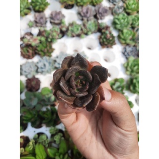 Sen đá sôcôla🌵hư 1 đổi 1🌵đã thuần