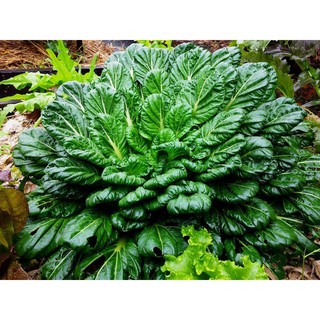 Cải Hoa Hồng nhập khẩu-  chuyên dụng.