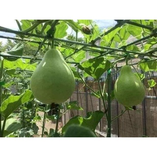 Hạt giống bầu tròn (bầu gáo) Thái Lan 14 hạt