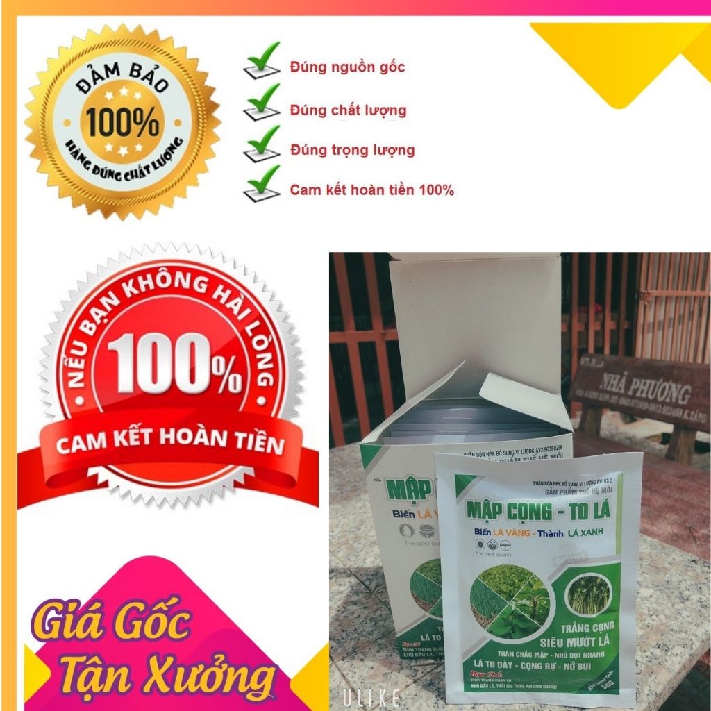 MẬP CỌNG TO LÁ - TRẮNG CỌNG, NHÚ ĐỌT NHANH - LÁ DÀY, NỞ BỤI