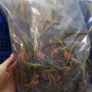 [RẺ VÔ ĐỊCH] Combo 50 củ súng mix màu