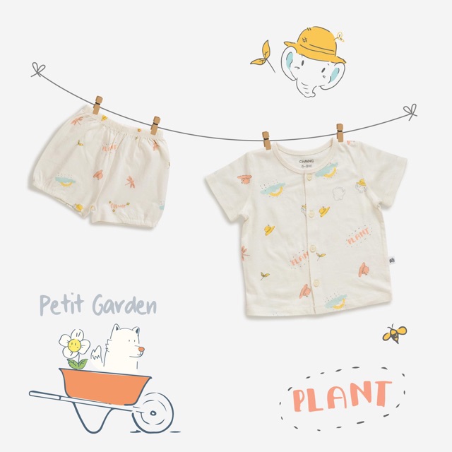 Bộ cúc giữa chaang