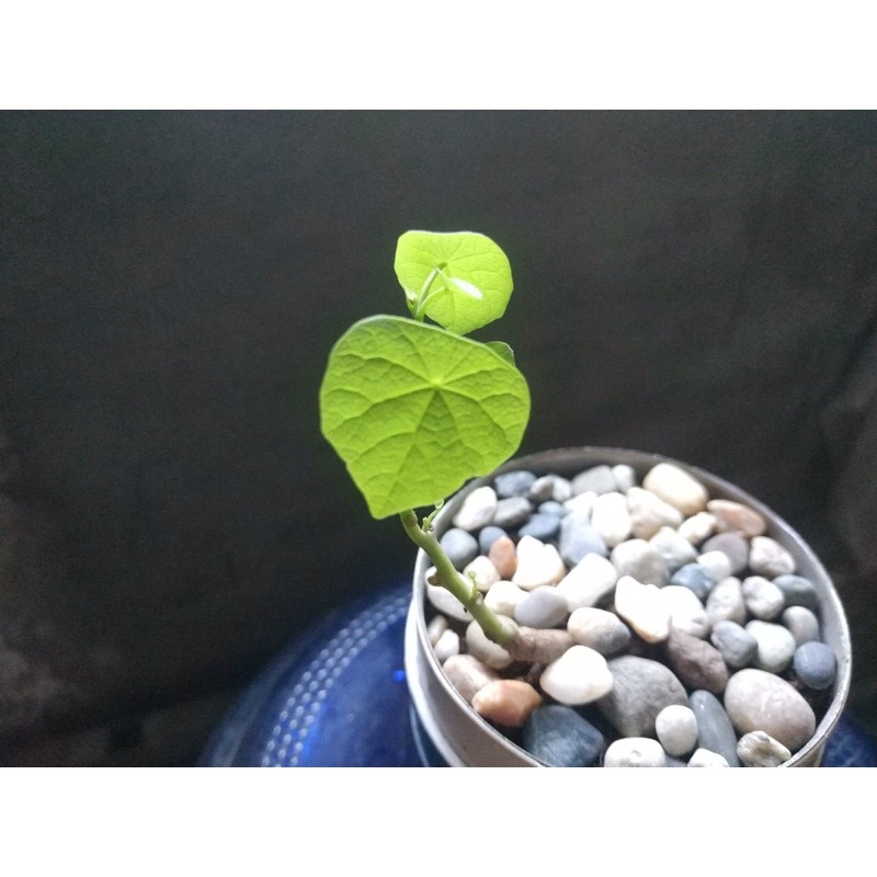 củ bình vôi