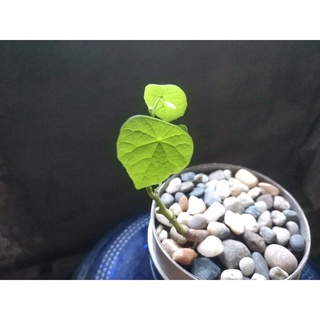 Củ bình vôi