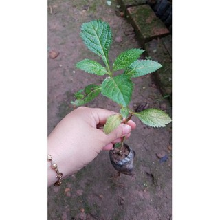 Combo 2 cây giống cỏ đuôi chuột