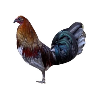 Gà đá 3d gà thú bông 3d gà tập lực