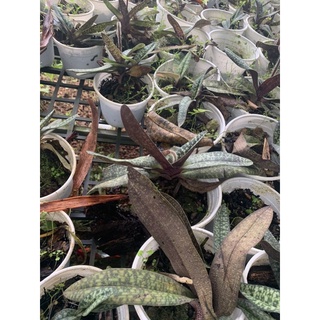 hoa lan hài hồng đang nụ