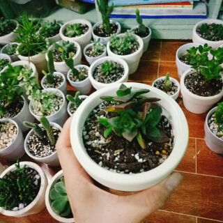 Combo 6 chậu xương rồng
